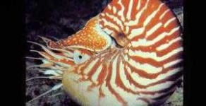 image of nautilus