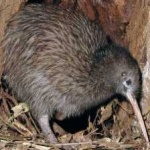image of bird