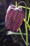 image of fritillary #13