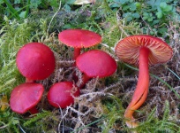 image of mushrooms