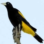 image of bird