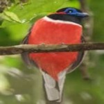 image of red_naped_trogon #9