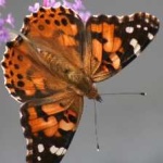 image of animal