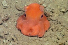 image of octopus