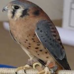 image of bird