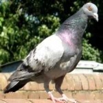 image of bird
