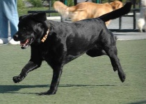 image of labrador_retriever #7