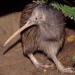 image of bird
