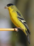 image of goldfinch