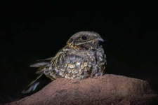 image of nightjar