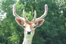 image of animal