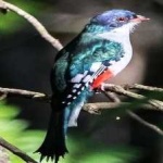 image of cuban_trogon #11