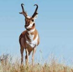 image of animal