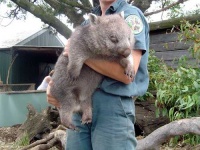 image of wombat