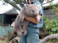 image of wombat #7