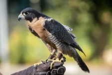 image of falcon