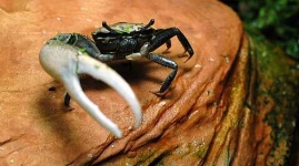 image of fiddler_crab #24