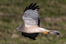 image of animal