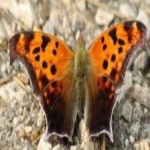 image of mark_butterfly #13