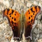 image of animal