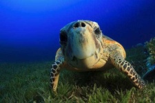 image of animal