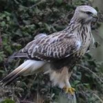 image of bird
