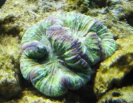 image of coral #14