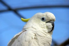 image of sulphur_crested_cockatoo #7