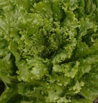 image of lettuce #28