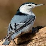 image of bird