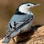 image of crested_nuthatch #8