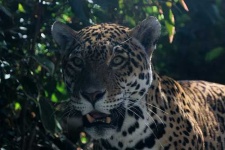 image of jaguar_car
