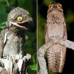 image of potoo
