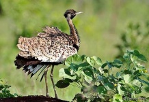 image of bustard