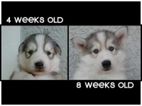 image of siberian_husky