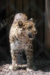 image of leopard