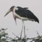 image of bird