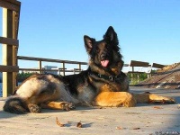 image of german_shepherd