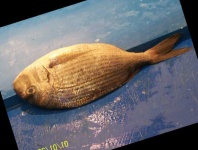 image of fish