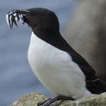 image of bird