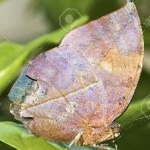 image of animal