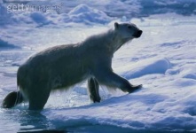image of ice_bear