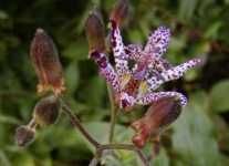image of flower