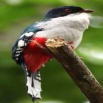 image of cuban_trogon #6