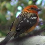 image of bird