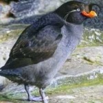 image of bird