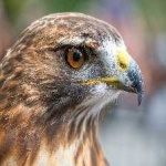 image of bird