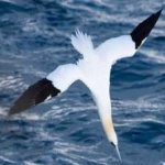 image of bird