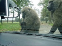image of baboon