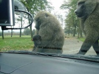 image of baboon #5